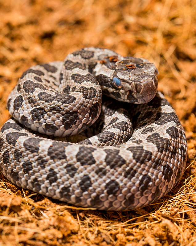 Eastern massasauga rattlesnake in exhibit
