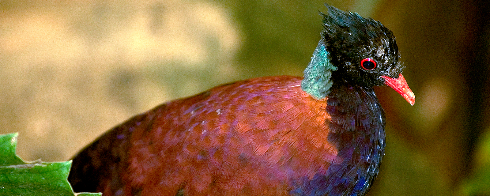 Green-naped pheasant pigeon in exhibit