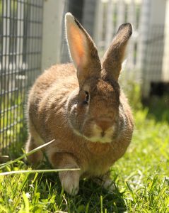 Domestic rabbit in exhibit