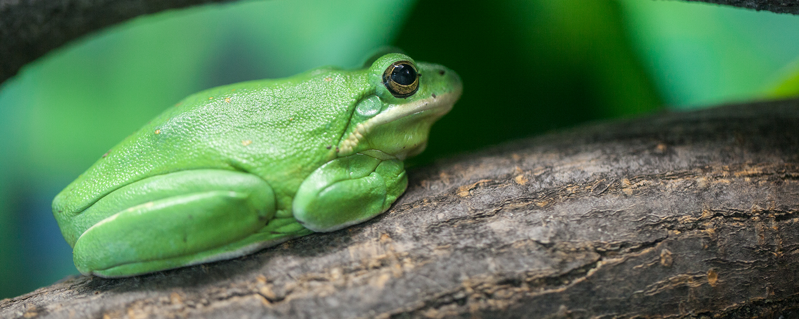 Green tree frog in exhibit