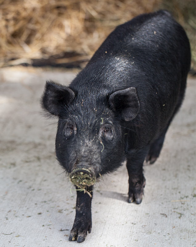 Domestic pig in exhibit