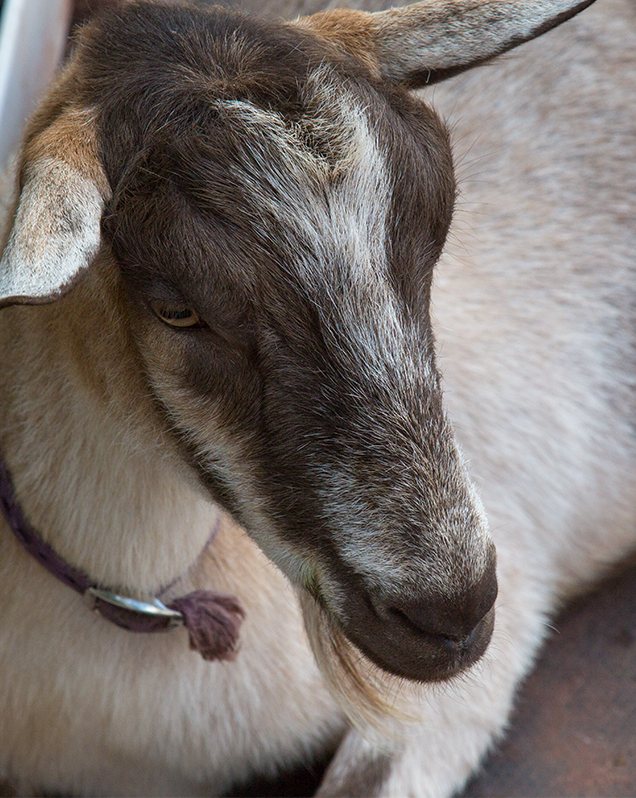 Domestic goat in exhibit
