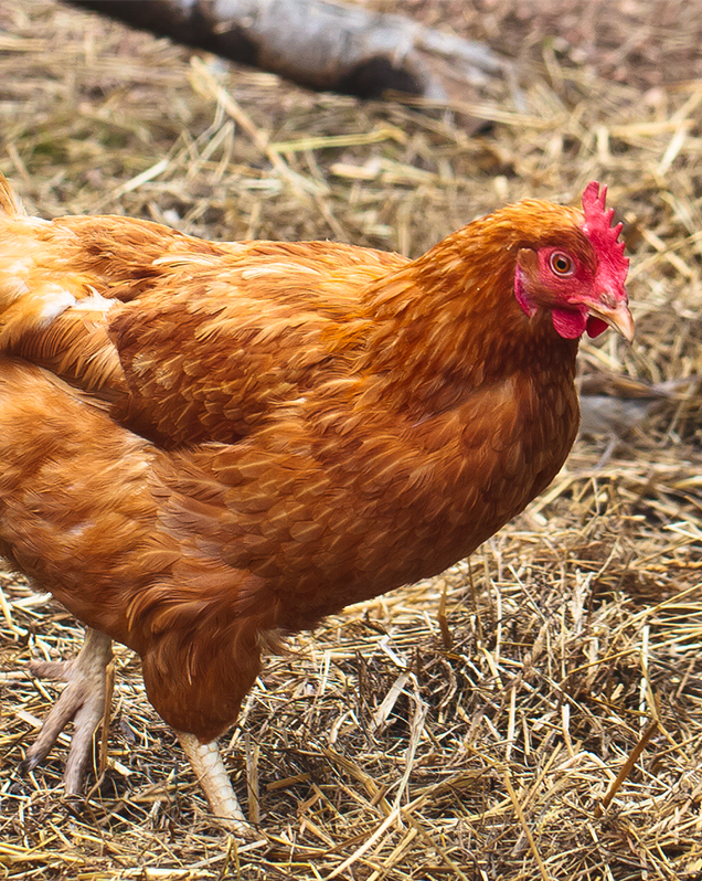 Domestic Chicken - Lincoln Park Zoo Domestic Chicken - Lincoln Park Zoo