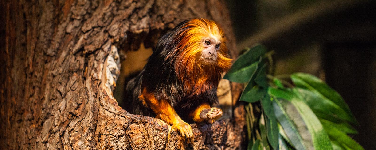 Golden-headed Lion Tamarin - Lincoln Park Zoo