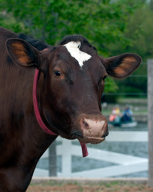 Domestic cattle in exhibit