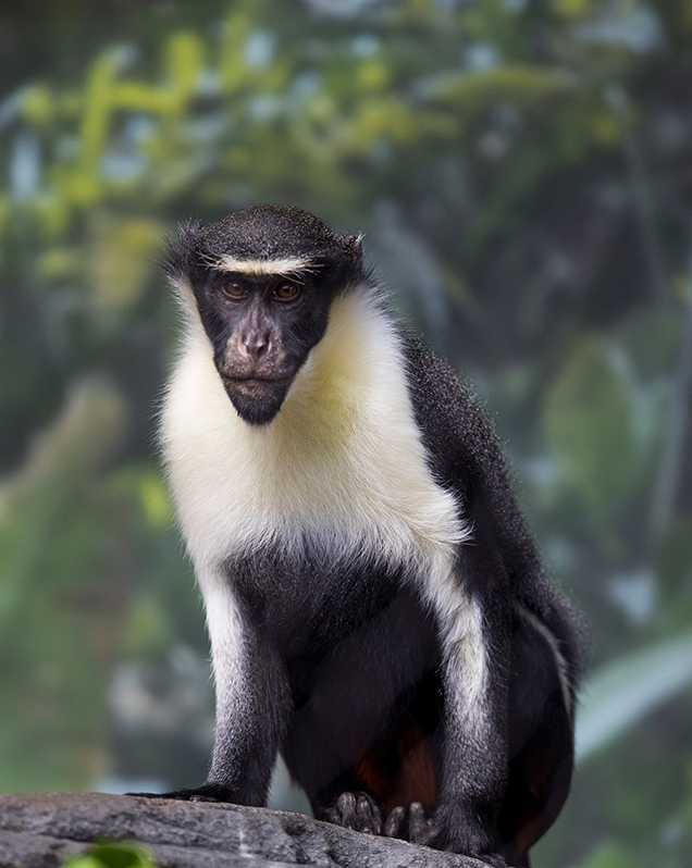 Diana Monkey - Lincoln Park Zoo