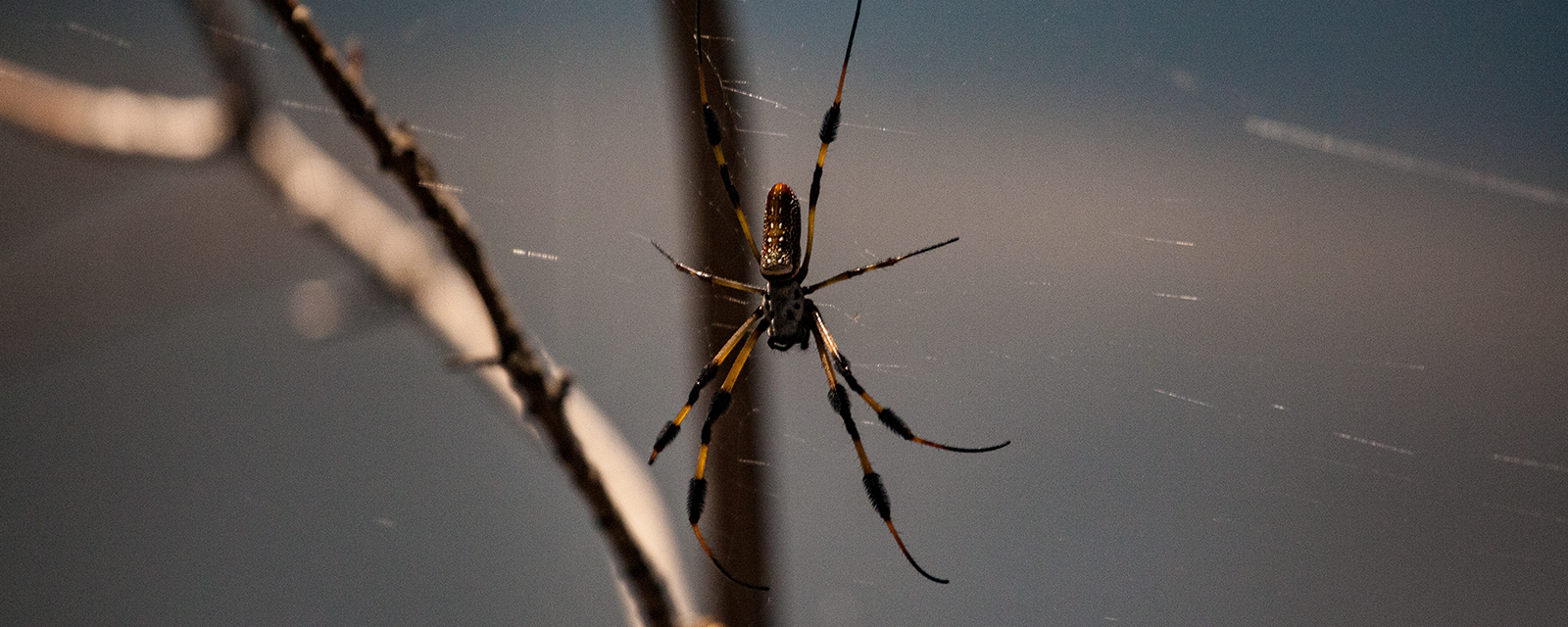 Golden silk spider in exhibit