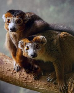 Crowned lemur in exhibit
