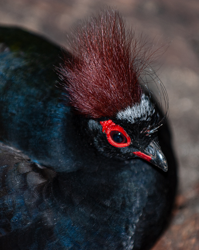 Crested wood-partridge in exhibit