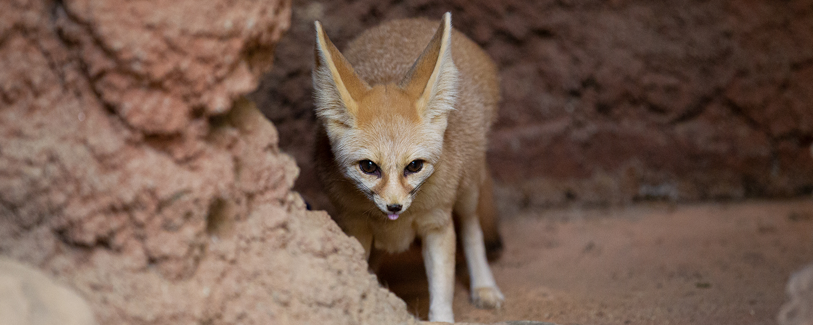 Fennec fox in exhibit