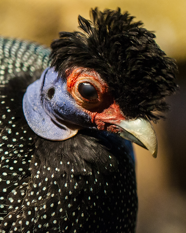 Crested guineafowl in exhibit