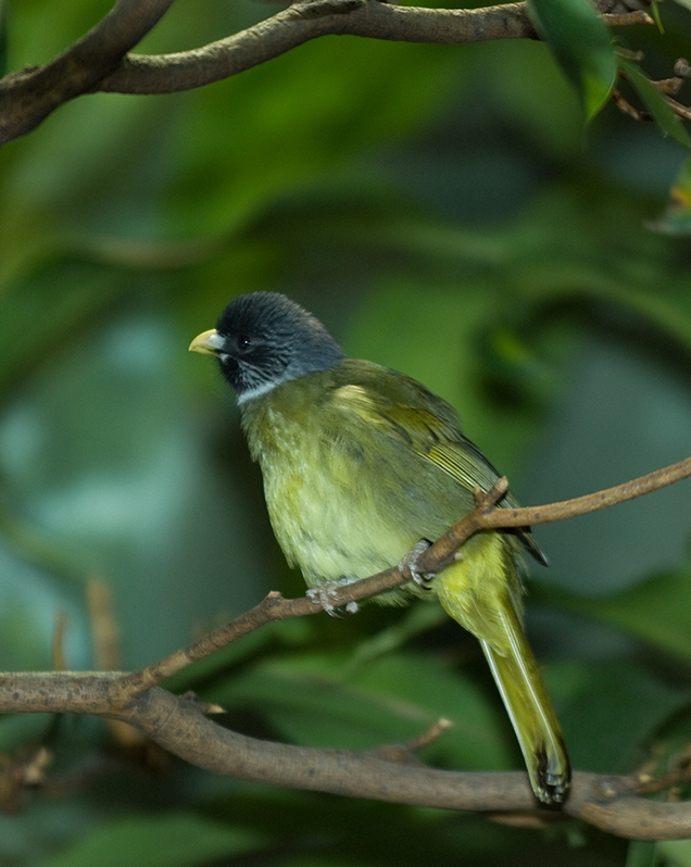 Collared finch-billed bulbul in exhibit
