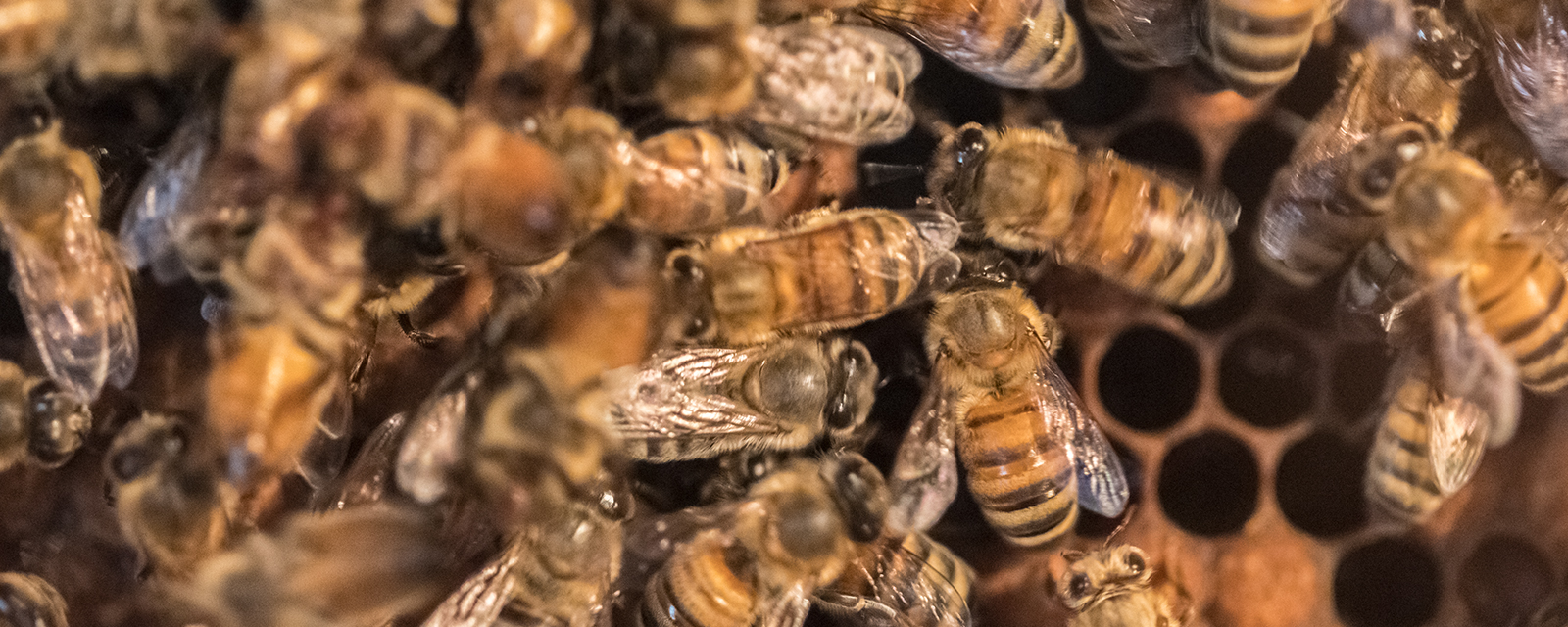 European honey bee in exhibit