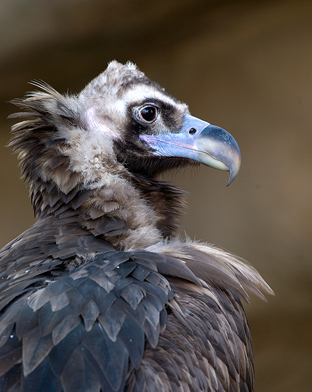 Cinerous vulture in exhibit