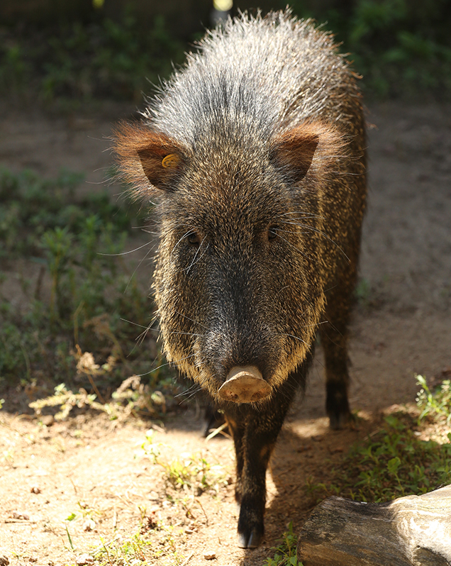 Chacoan peccary in exhibit
