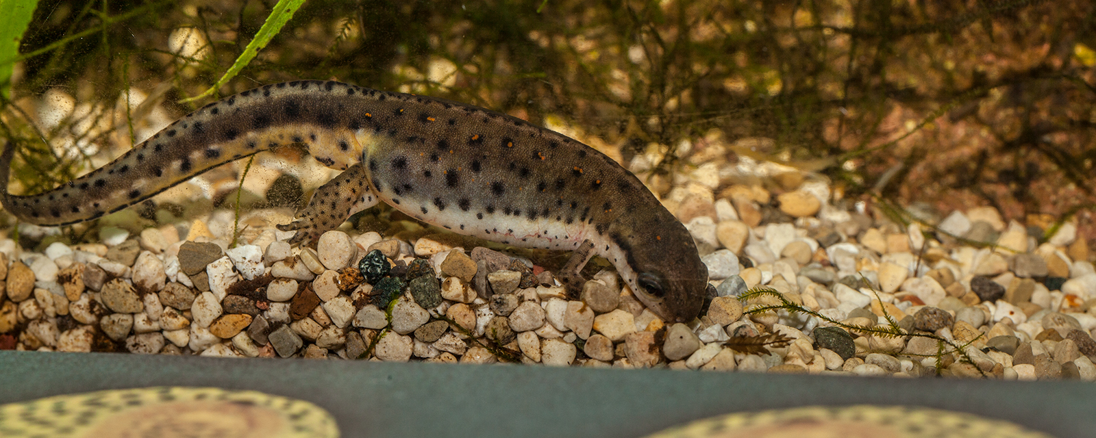 Eastern newt in exhibit