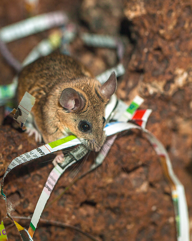 Cactus mouse in exhibit