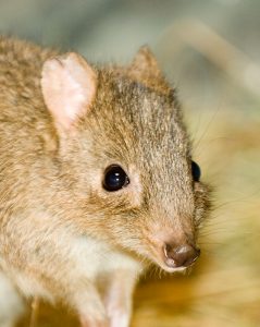 Brush-tailed bettong in exhibit
