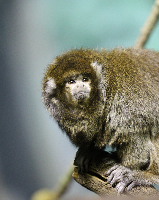 Bolivian gray titi monkey in exhibit