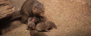 Dwarf mongoose in exhibit