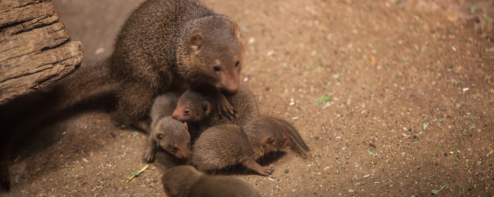 Dwarf Mongoose - Lincoln Park Zoo