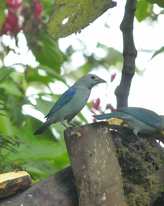 Blue-grey tanager in exhibit
