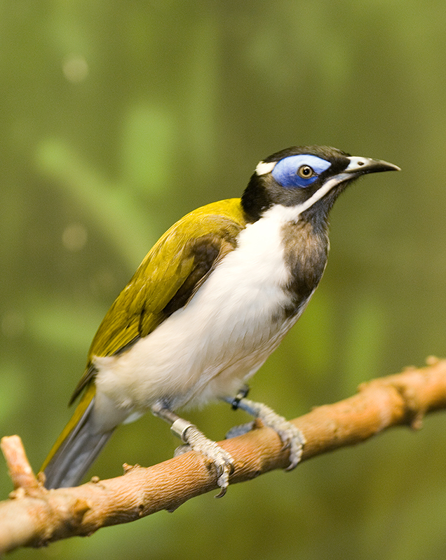 Blue-faced honeyeater in exhibit