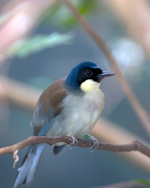 Blue-crowned laughingthrush in exhibit