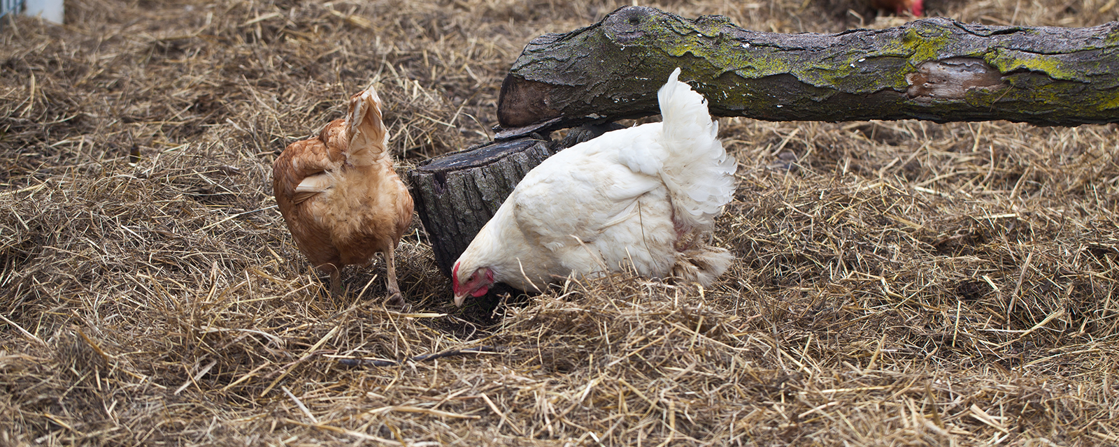 Domestic Chicken - Lincoln Park Zoo Domestic Chicken - Lincoln Park Zoo