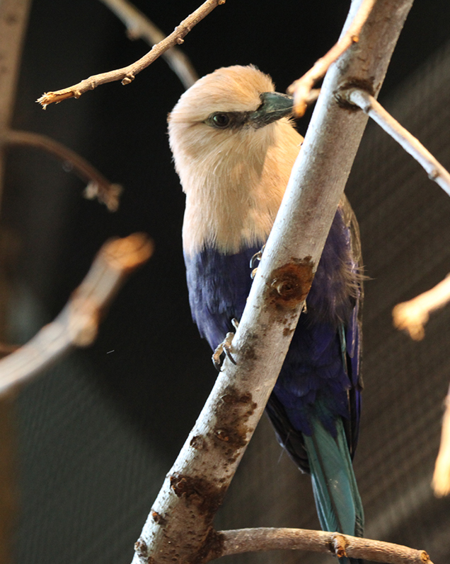 Blue-bellied roller in exhibit