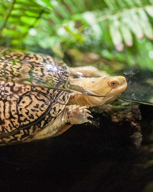 Blanding's turtle in exhibit