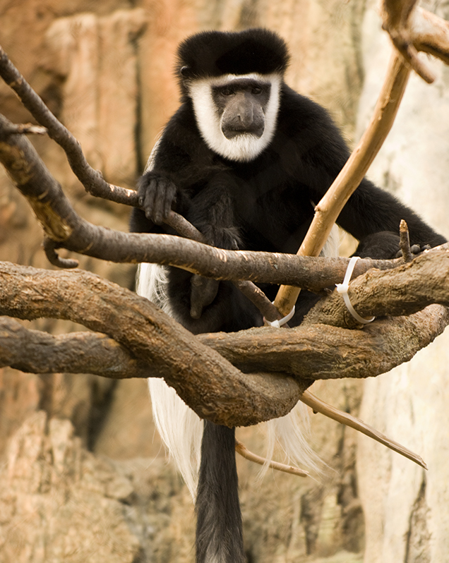 Black-and-white colobus monkey in exhibit