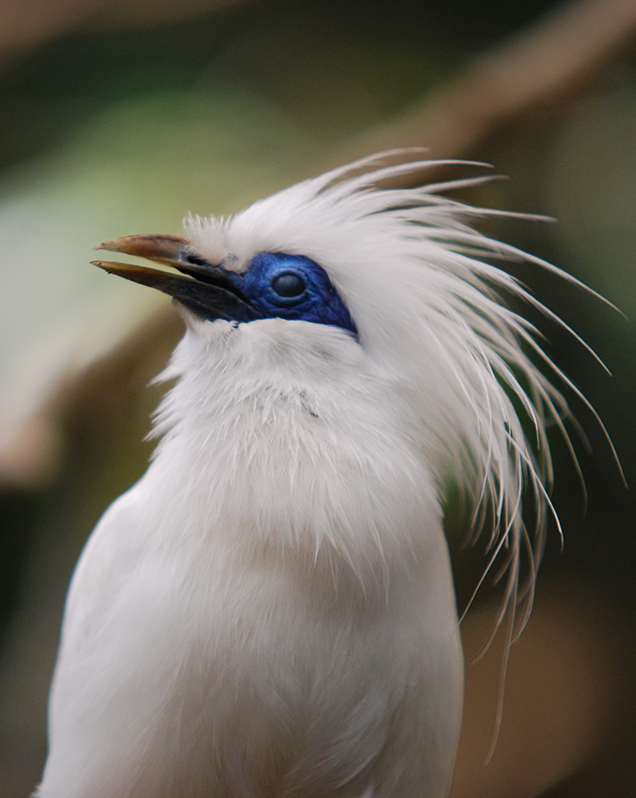 Bali myna in exhibit