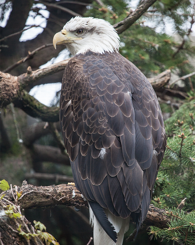 Bald eagle in exhibit