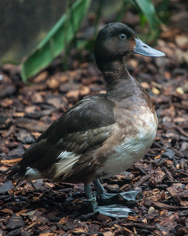 Baer's pochard in exhibit
