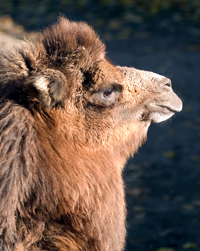 Bactrian camel in exhibit