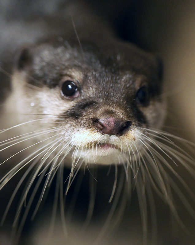 Asian small-clawed otter