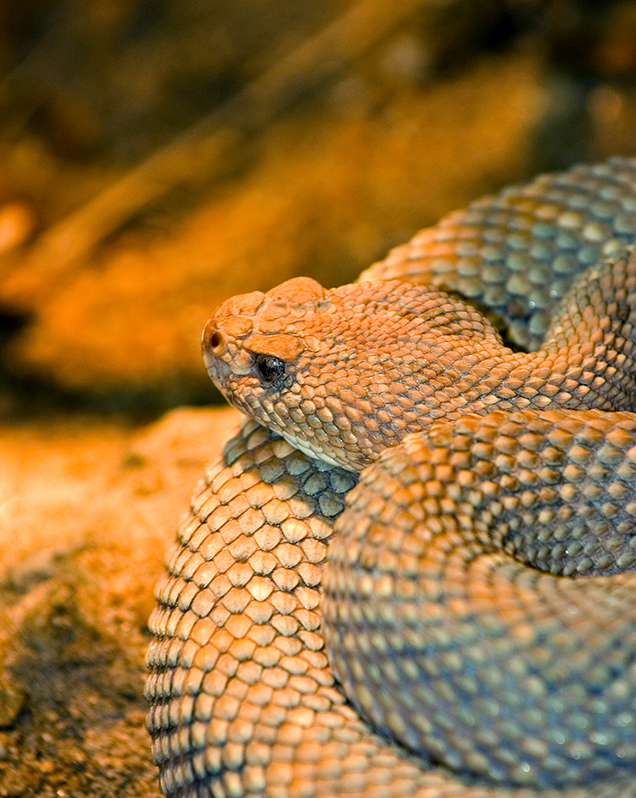 Aruba Island rattlesnake in exhibit