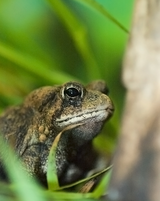 American toad in exhibit