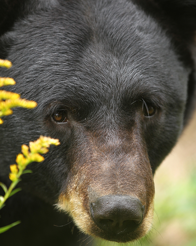 American black bear in exhibit