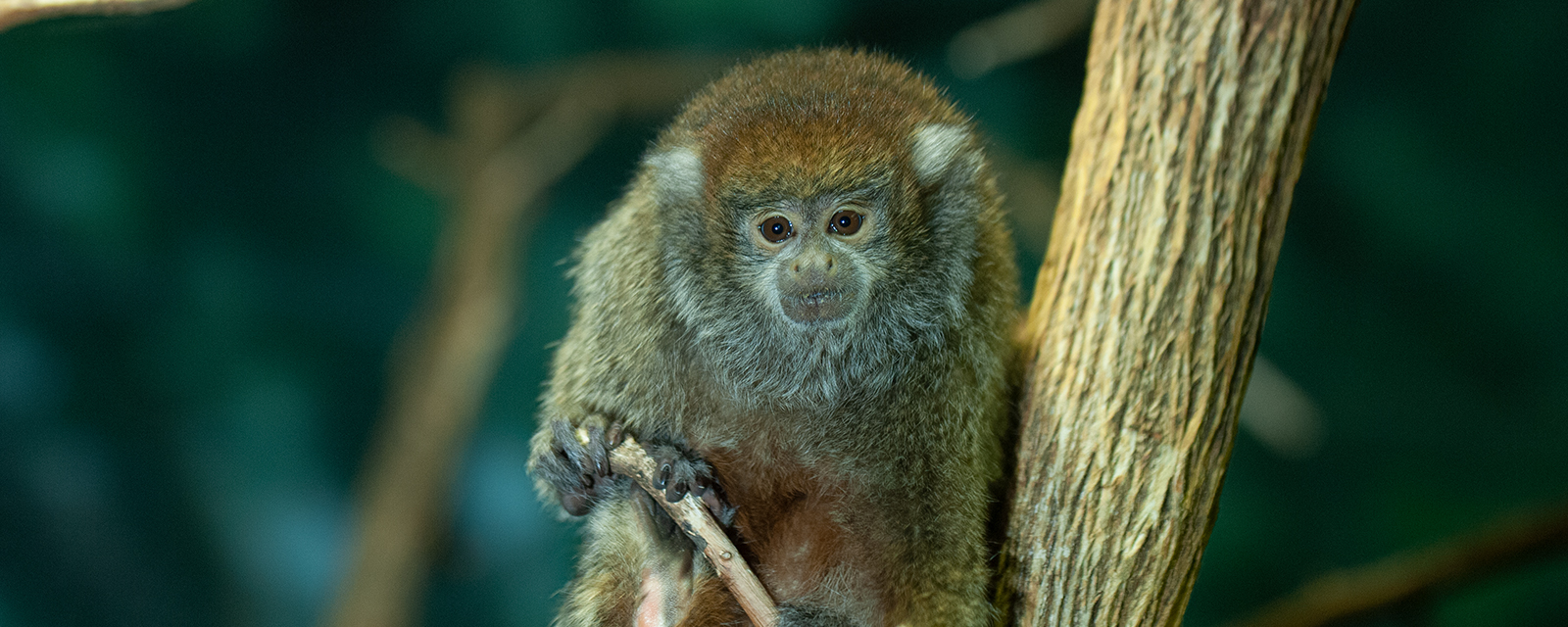 Bolivian gray titi monkey in exhibit
