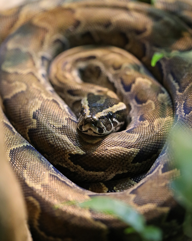 African rock python in exhibit