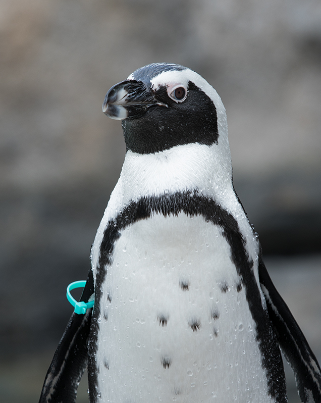 African Penguin - Lincoln Park Zoo
