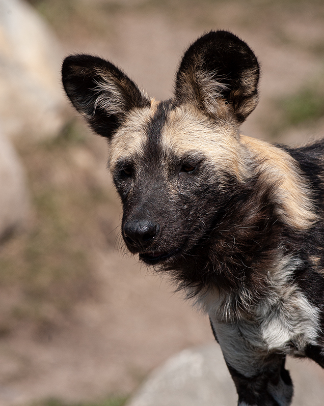 african wild dog being hunted