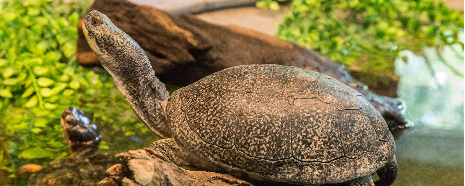Blanding&#039;s turtle in exhibit