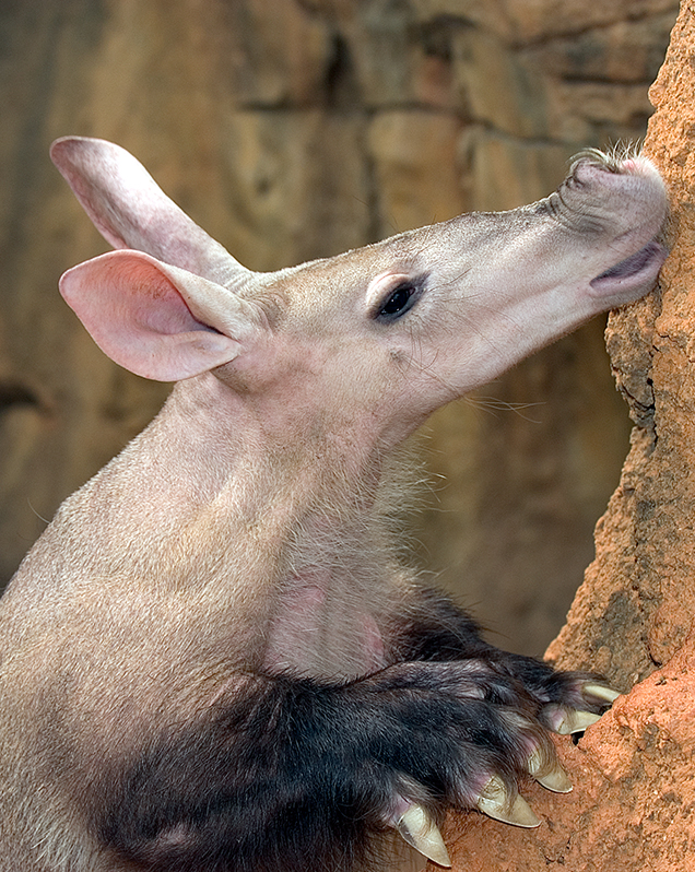 Aardvark in exhibit