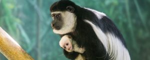 Black-and-white colobus monkey in exhibit
