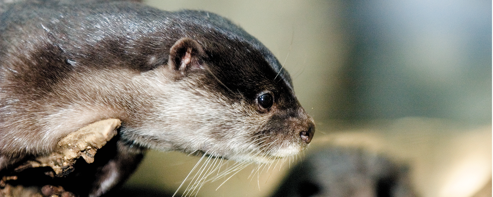 Asian Small-Clawed Otters Population