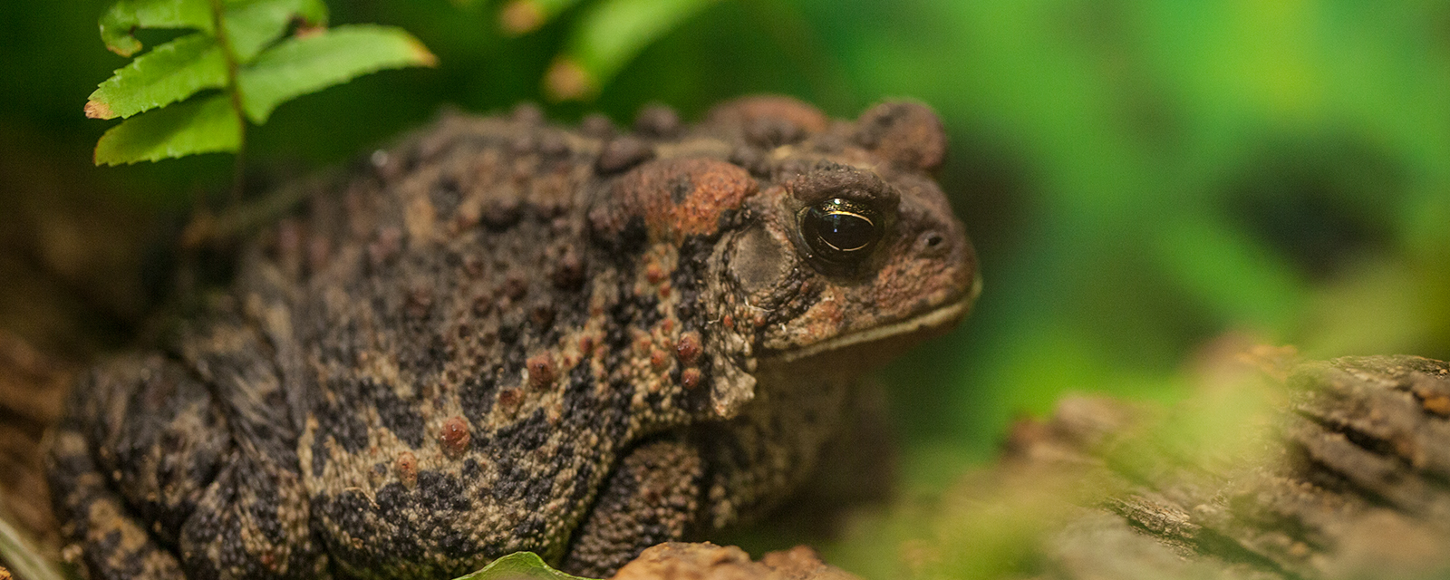 American toad in exhibit