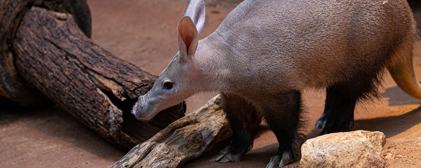 Aardvark in exhibit